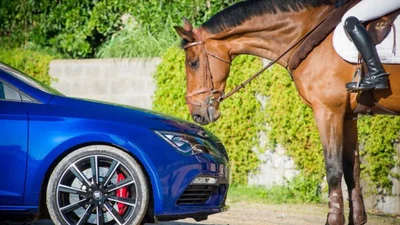 Seat Leon Cupra против арабского скакуна: Видео