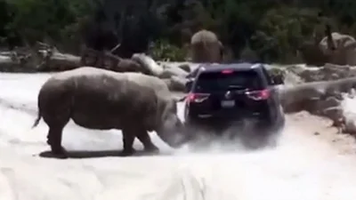 Величезний носоріг напав на "чотириколісного дракона", аби завоювати самку