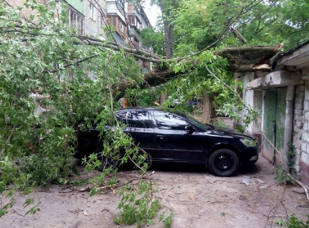 Упало дерево на машину - что делать: инструкция для возмещения