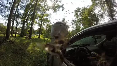 Гігантські шершні-вбивці побудували свою колонію в автомобілі, але їх потрібно позбутись (відео)