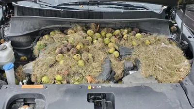 Білки влаштували сховище горіхів під капотом Kia Sorento