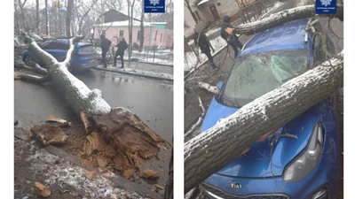 В Киеве упало дерево и разбило два автомобиля: фото