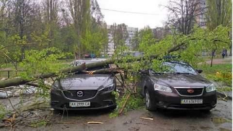 Падение дерева на автомобиль