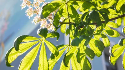 На вихідних центр Києва перекриють через "Пробіг під каштанами"