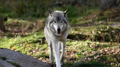 Волки помогают уменьшить количество аварий