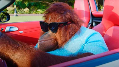 Орангутанг Рембо начала ездить на электромобиле: видео