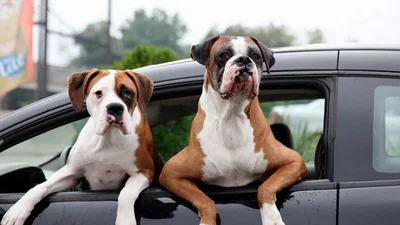 Електромобілі виявились найбільш придатними для перевезення собак