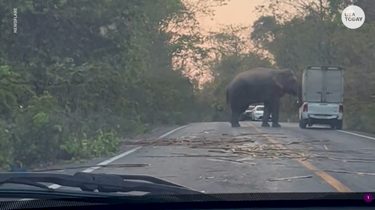 В Тайланде слон перевернул грузовик: видео