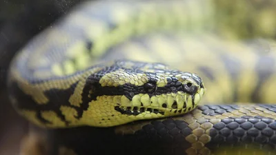 Водій знайшов величезну змію під капотом: відео - Auto24