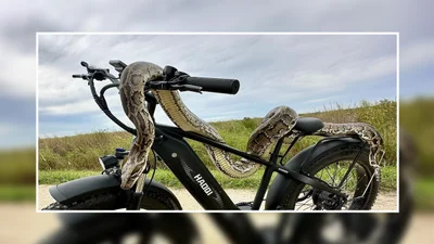  Електровелосипеди як інструмент для полювання на пітонів- Auto24