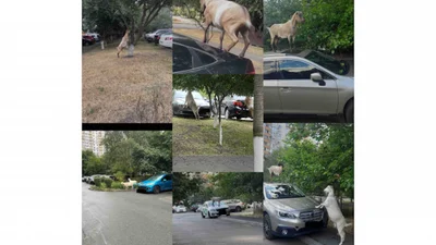 Петиция о козах на Позняках - Auto24