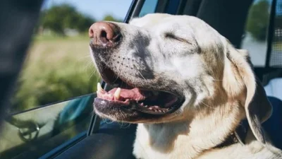 Перевезення тварин у таксі: що потрібно знати для безпечної поїздки - Auto24